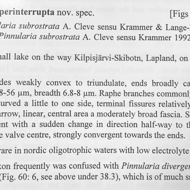 Pinnularia perinterrupta orig desc