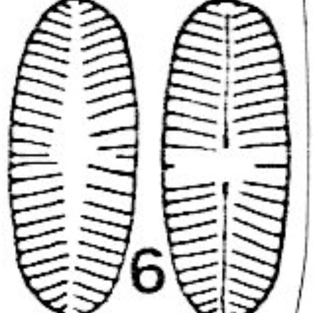 Psammothidium sacculum Orig Ill