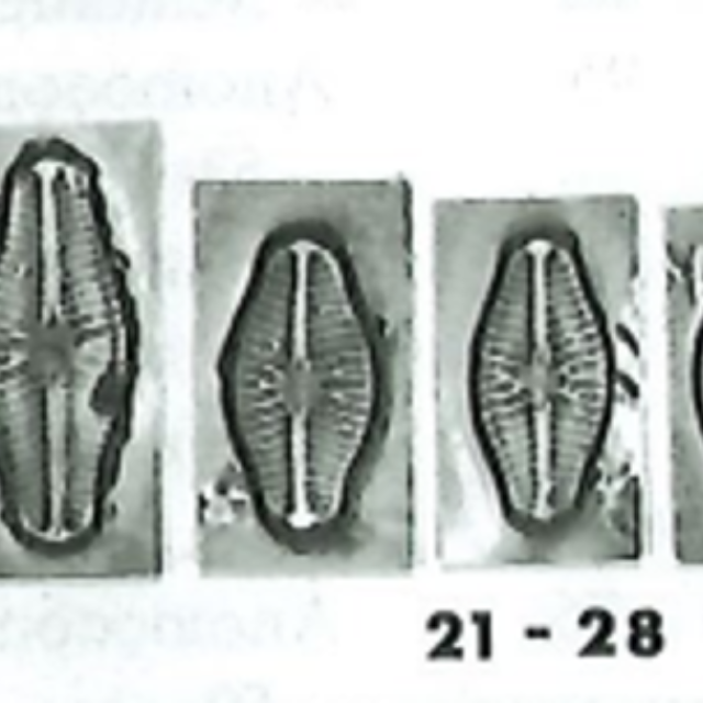 Sellaphora verecundiae orig illus1