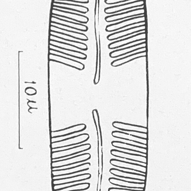 Pinnularia birnirkiana orig illus