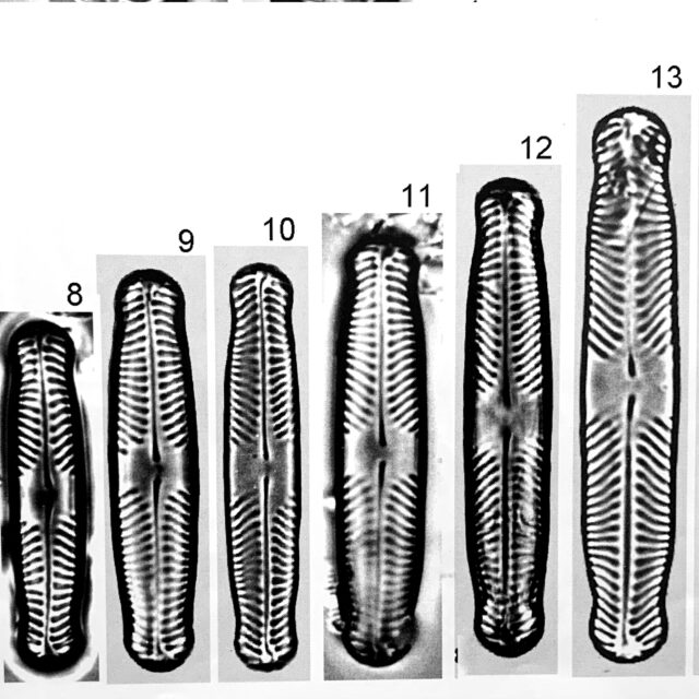 Pinnularia perinterrupta orig illus