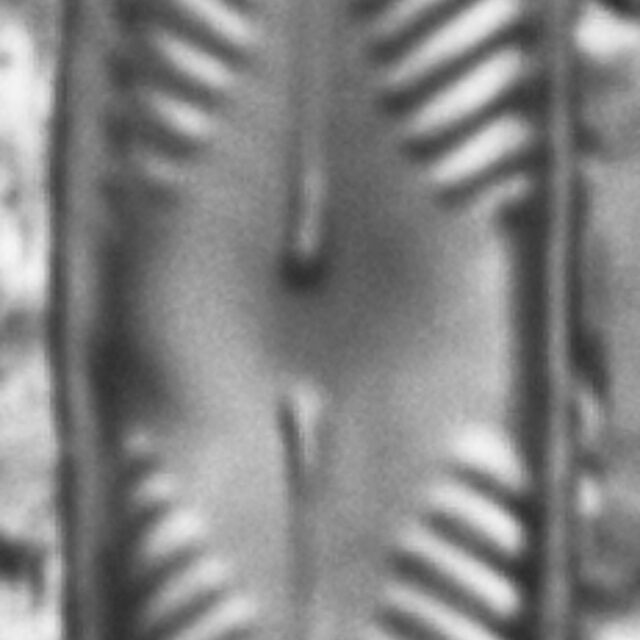 Pinnularia divergentissima subrostrata LM3