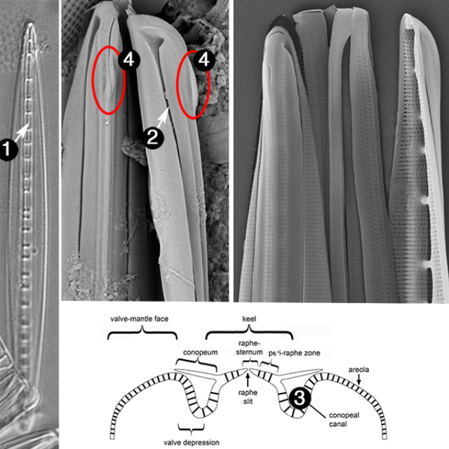 Homoeocladia guide2