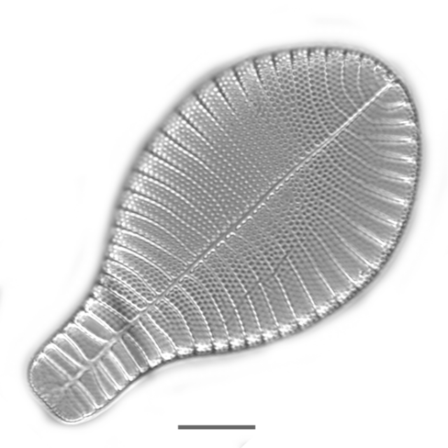 Podocystis iconic