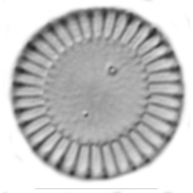 Stephanocyclus iconic2
