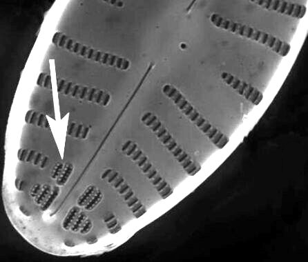 annulus-geissleria-sem1