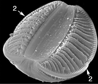 Rhopalodia  Sem From Guide