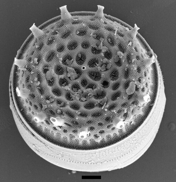 Thalassiosira decipiens Langwarder Groden2 17 1