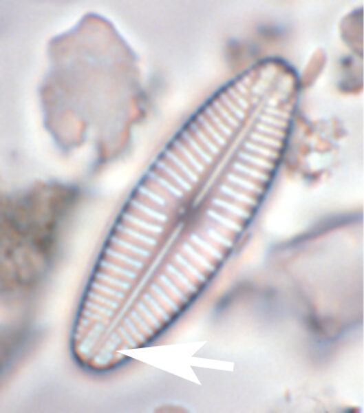 annulus-geissleria-lm