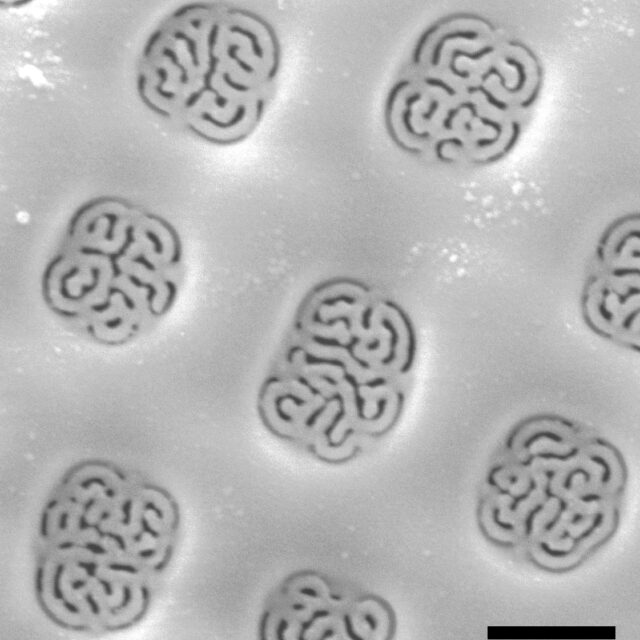 Plagiogramma - reticulate cribra