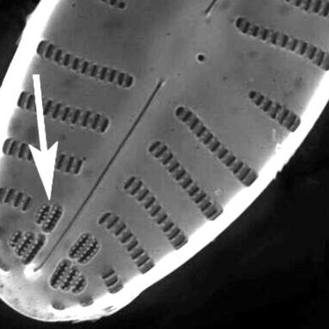 annulus-geissleria-sem1