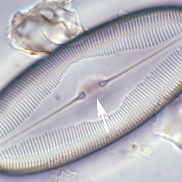 Caloneis Central Nodule