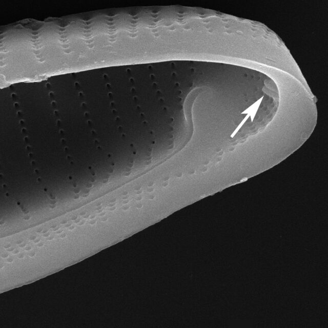 E Macroglossa Rimoportula Int Copy