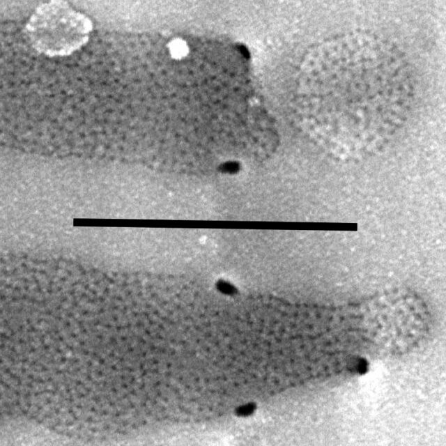 Neidiopsis Fig 29