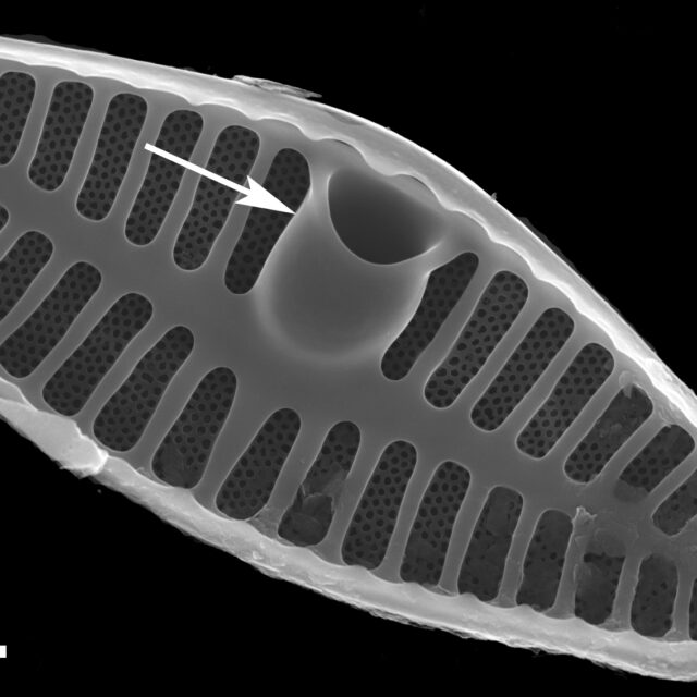 Planothidium Cavum