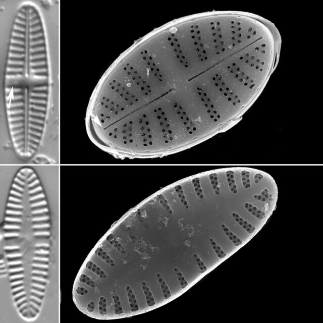 Platessa Conspicua Example