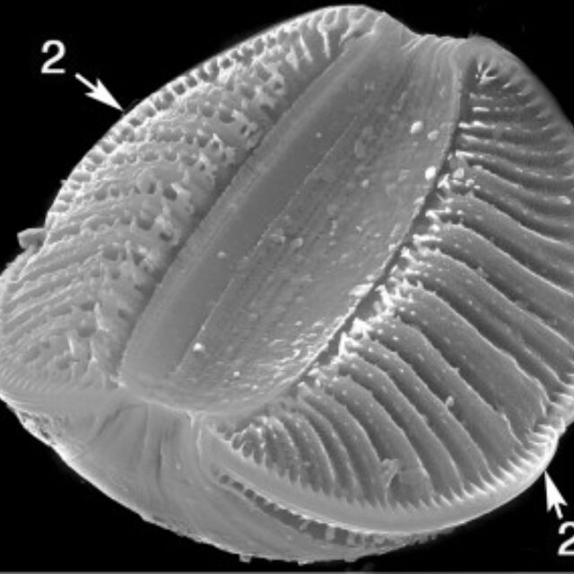 Rhopalodia  Sem From Guide