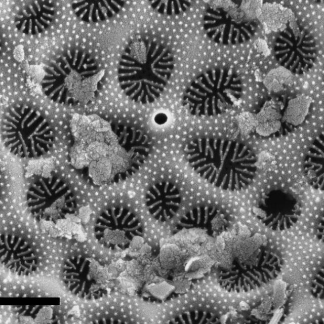 Thalassiosira decipiens Langwarder Groden2 18 1