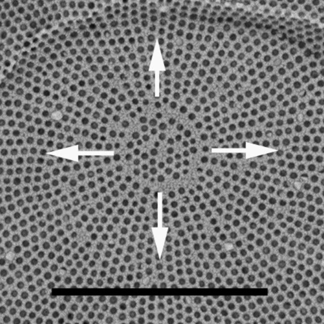 Actinocyclus subtilis annulus BA1 st1383 0170 1