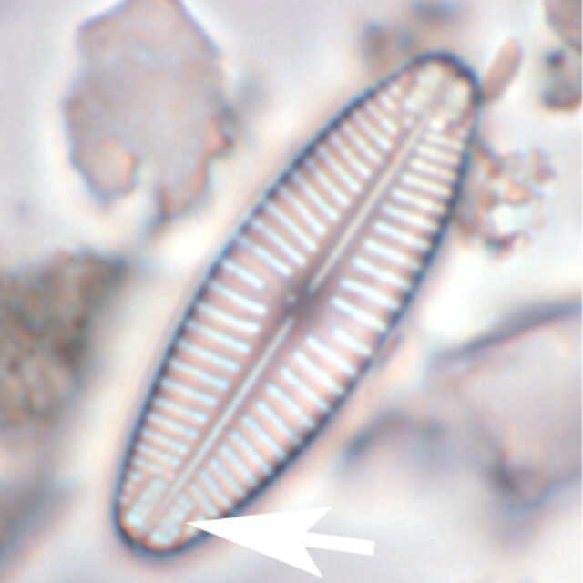 annulus-geissleria-lm