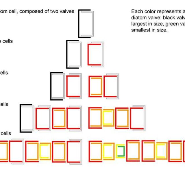 Cell Division