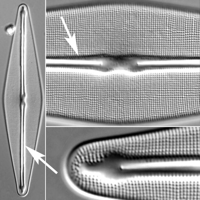 Longitudinal Rib