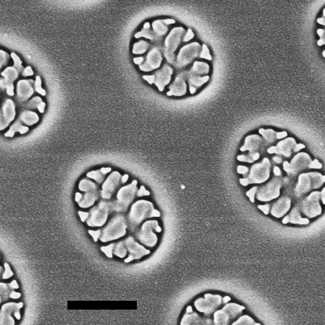 Petroneis monilifera verdronken zwarte polder72 1