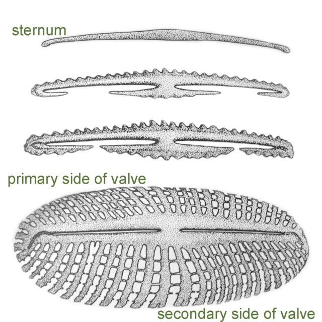 Valve Morphogenesis