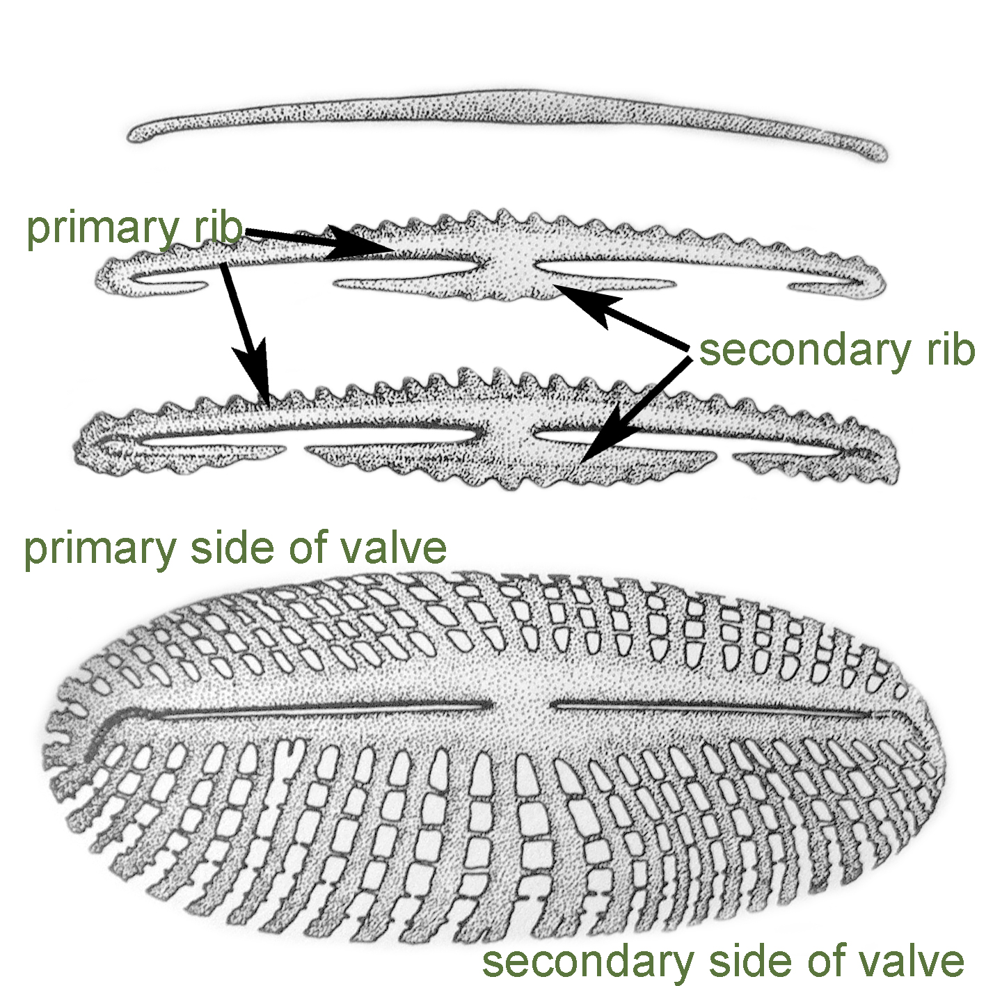 Secondary 1