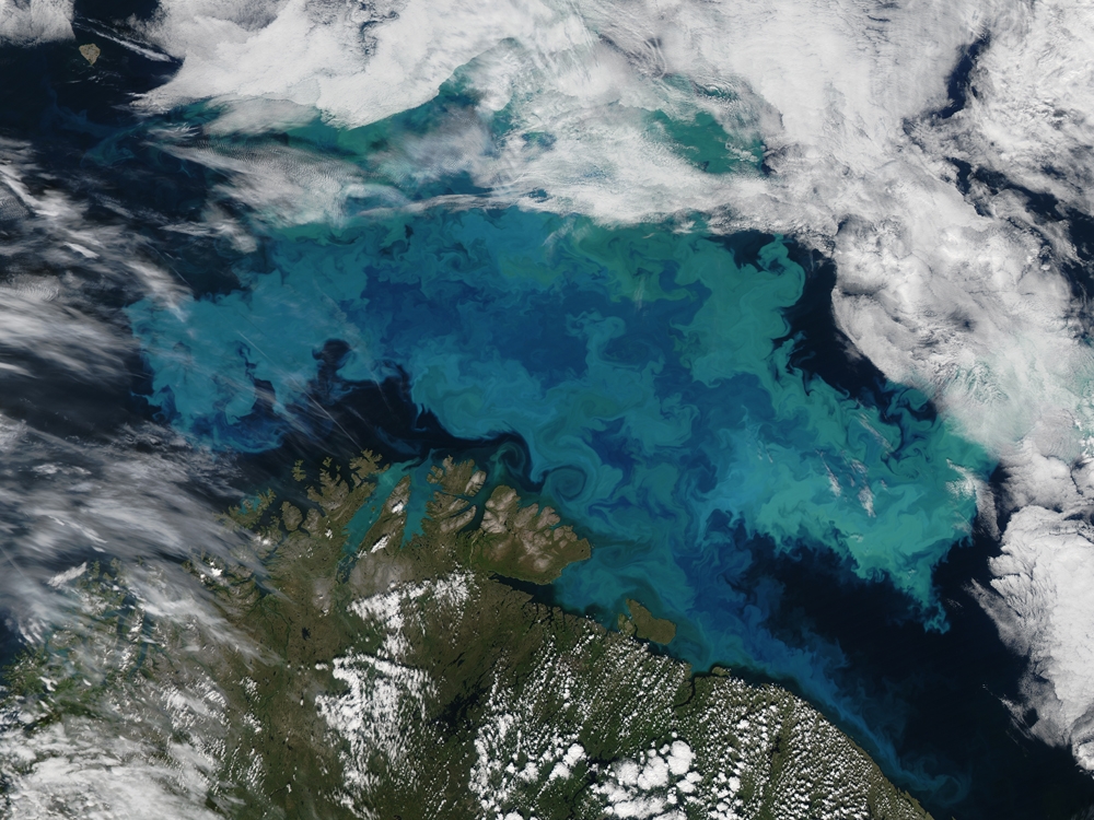 Barents Sea Plankton 2011226