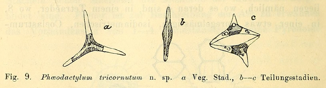 Bohlin figure9 phaeodactylum