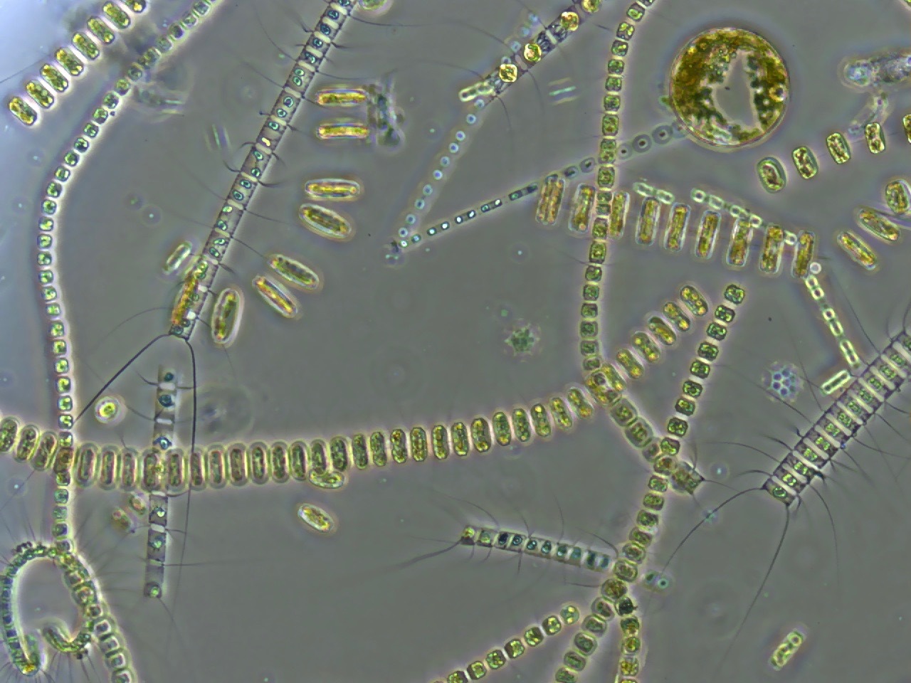 Living planktonic marine diatoms