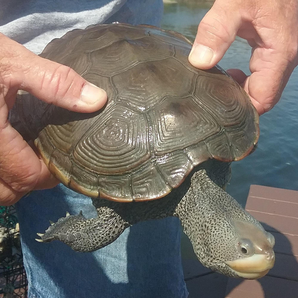 Terrapin BB July 2 2018