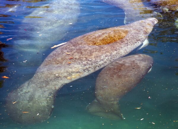 Manatee mom and baby