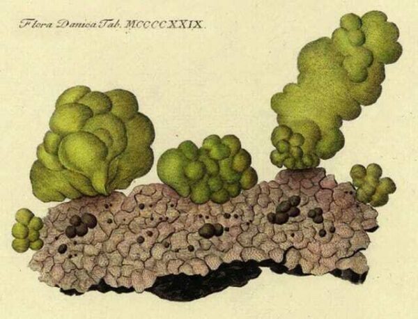 Ulva olivacea Reprint Flora Danica Hornemann181040
