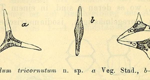 Bohlin figure9 phaeodactylum