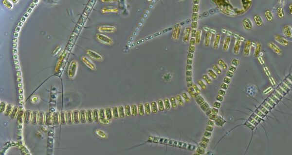 Living planktonic marine diatoms