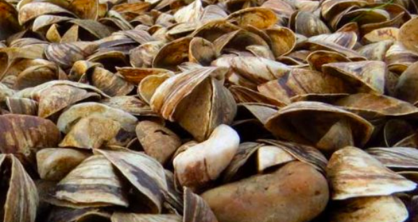Dressenid mussels