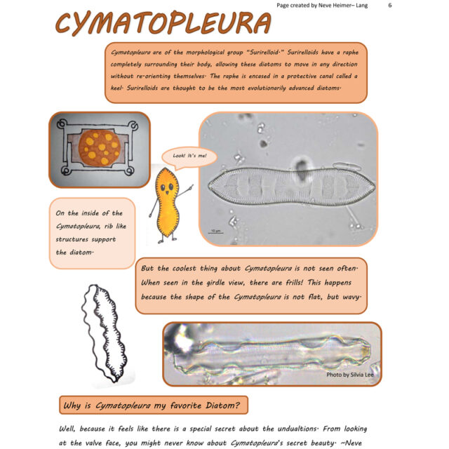 Cymatopleura