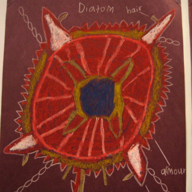 Dream Diatom