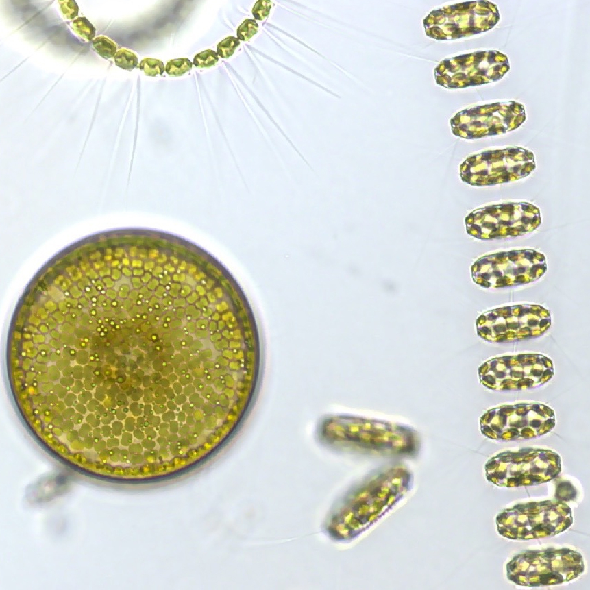 Living marine diatoms