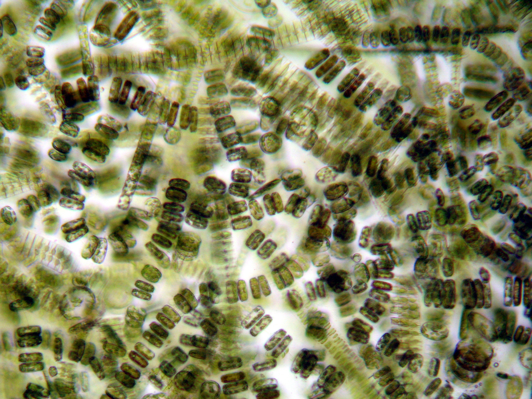 Sea Ice Diatoms