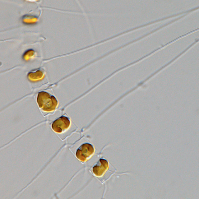 Freshwater algae of north america ecology and classification