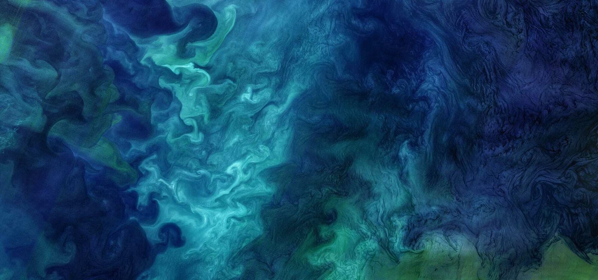 Chukchi Sea phytoplankton