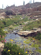 Alpine Tarn@7940Feet  Mission Mountains