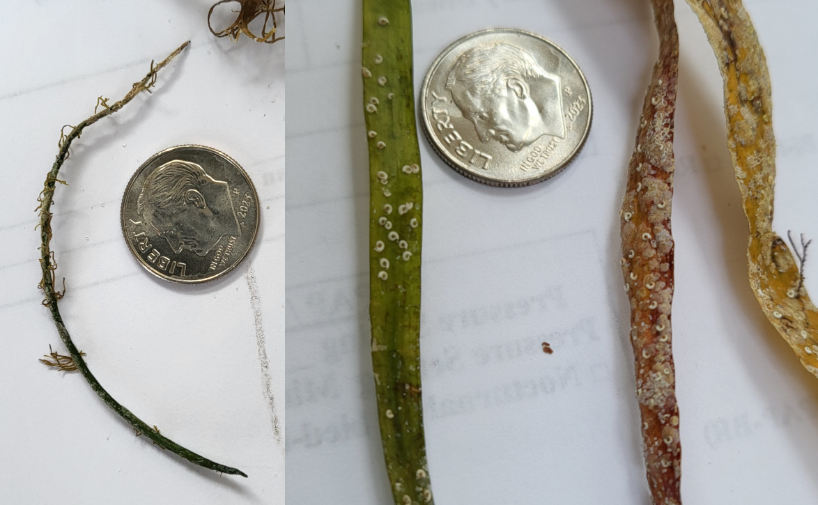 Autecology seagrass Mastogloia