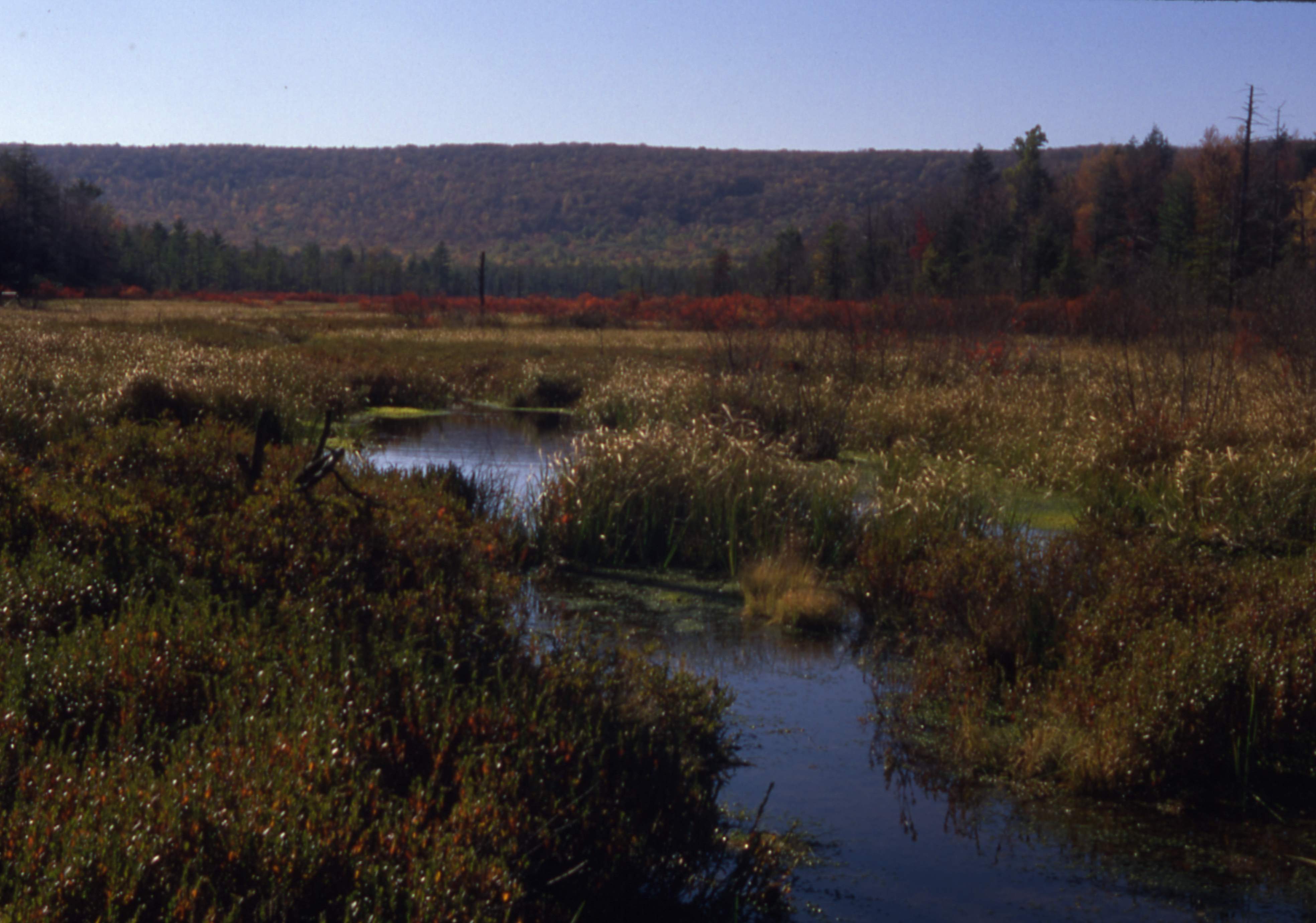 Bear  Meadows