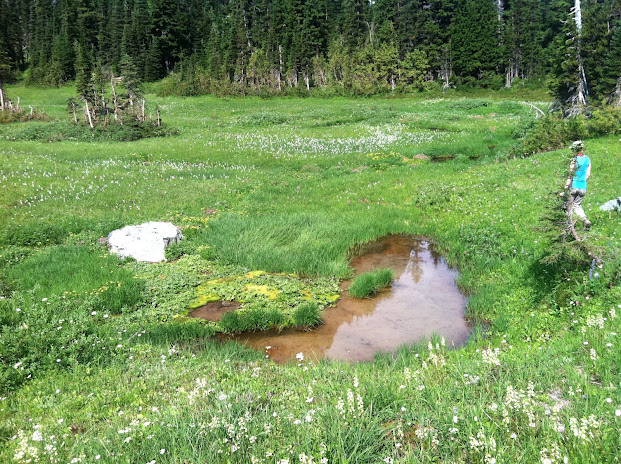 Berkeley  Park  Pond,  Mount  Rainier