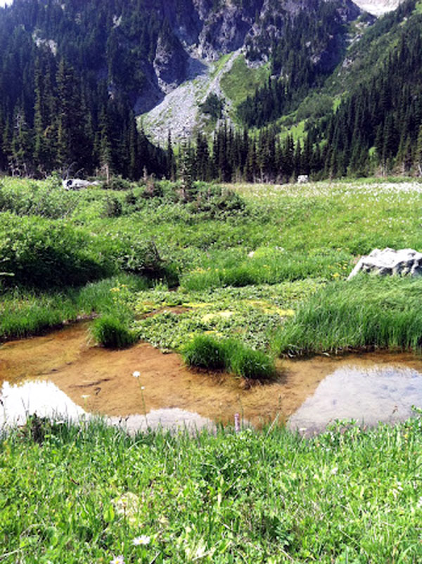 Berkeley  Park  Pond,  Mount  Rainier 2