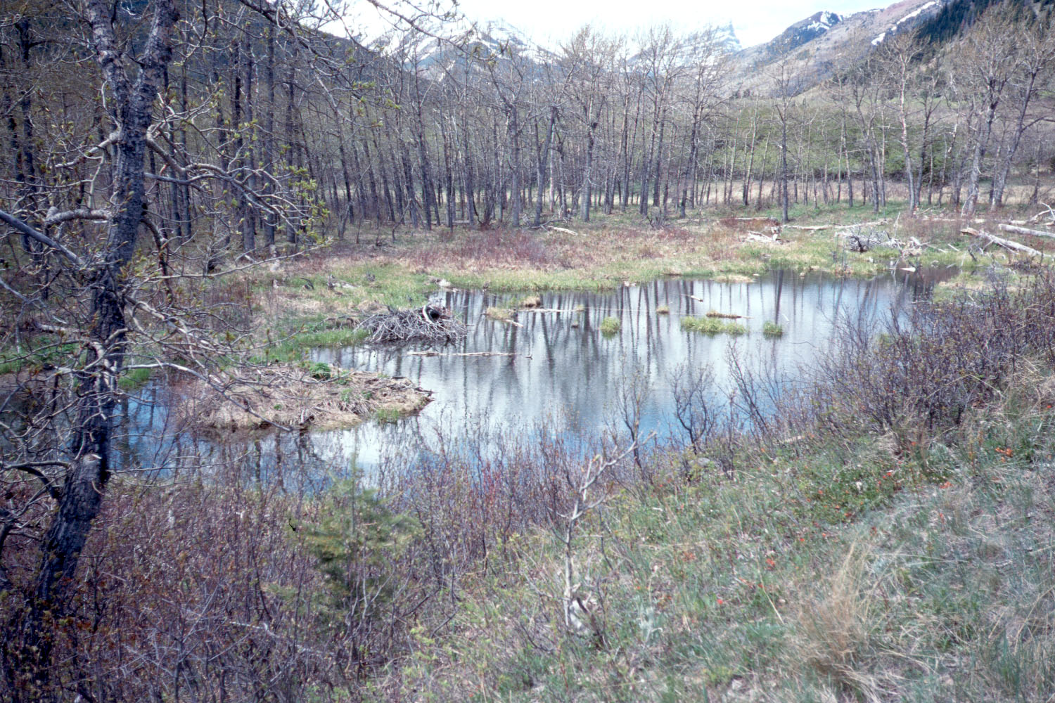 Blakiston  Beaver  Pond  B  Detail